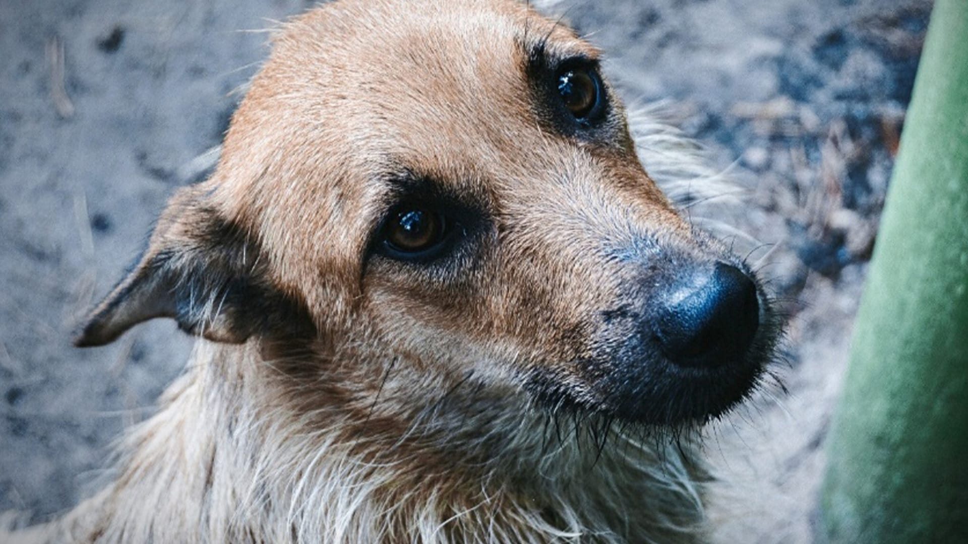 chien sans abrisme